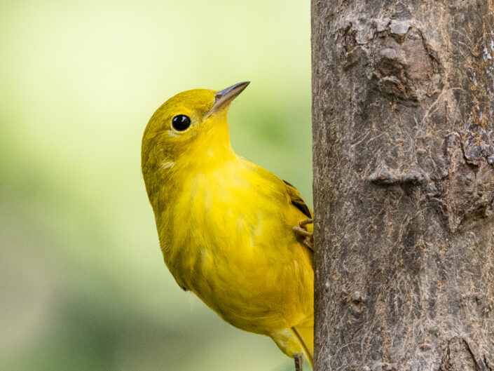 Yellow Warbler