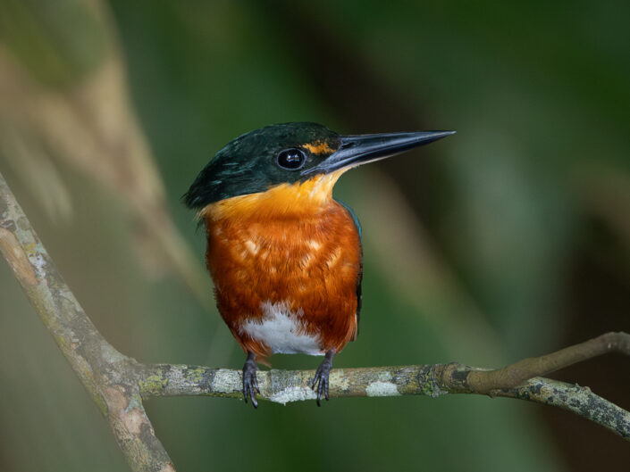 American Pygmy Kingfisher